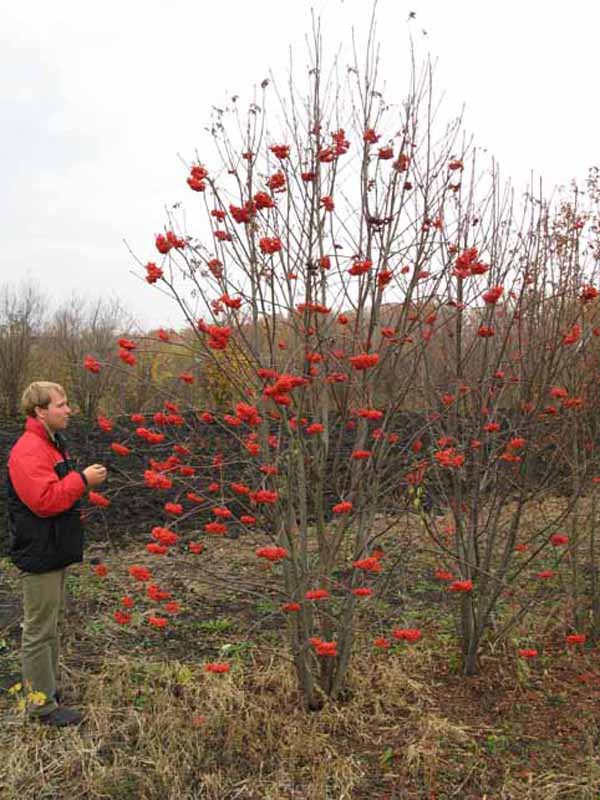 Посадка рябины обыкновенной