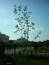 Рябина обыкновенная