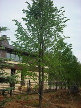 Липа мелколистная 2-3 метра