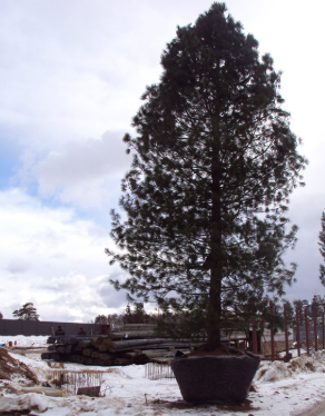 Кедр сибирский высота 12 – 15 метров